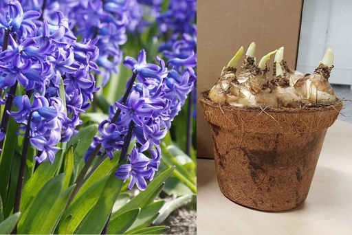 [P1003] Hyacint Delftsblauw op pot - BIO