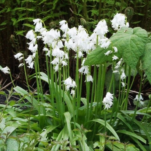 [A9003] Hyacinthoïdes Hisp. Wit - BIO