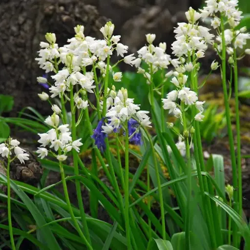 [A9003] Spaanse Boshyacint - Hyacinthoïdes Hisp. Wit - BIO