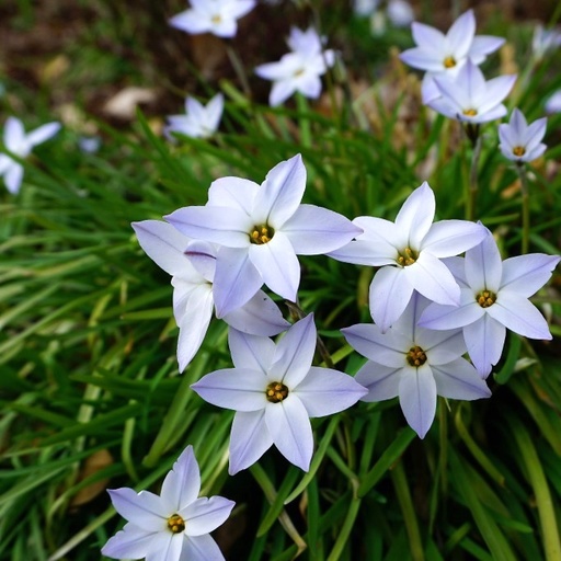 [A9011] Ipheion Uniflorum - Voorjaarsster - BIO