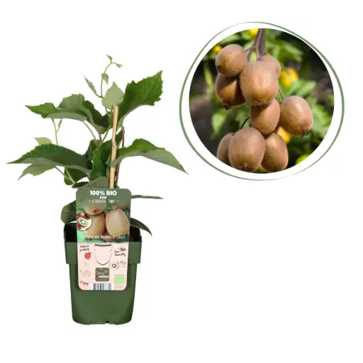 [F1009] Kiwi Jenny Struik - BIO