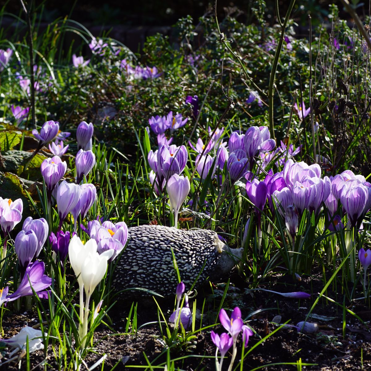 [A2006] Krokus Mix Paars-Wit - BIO