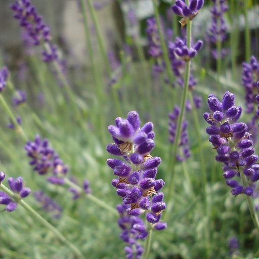 [B8020] Echte Lavendel - Lavandula angustifolia Hidcote - BIO