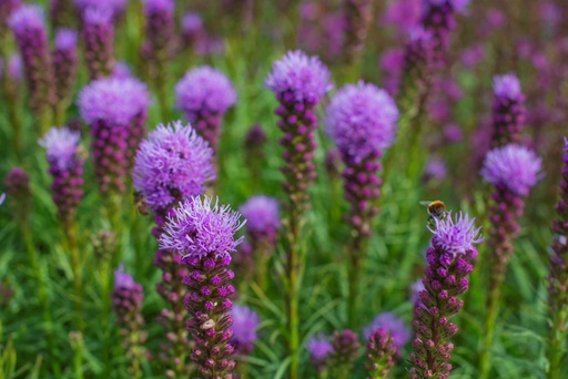 [X8021] Liatris Spicata Kobold - BIO