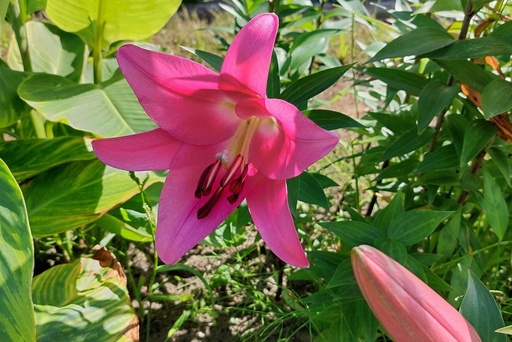 [B9023] Lilium OT Robina - BIO