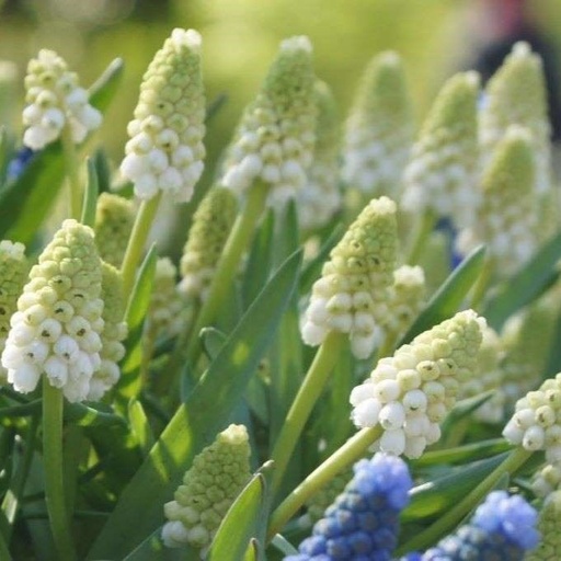 [A9063] Wit Druifje - Muscari White Magic - BIO