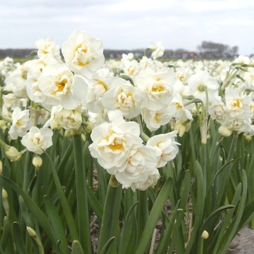 [A3001] Narcis Bridal Crown - BIO