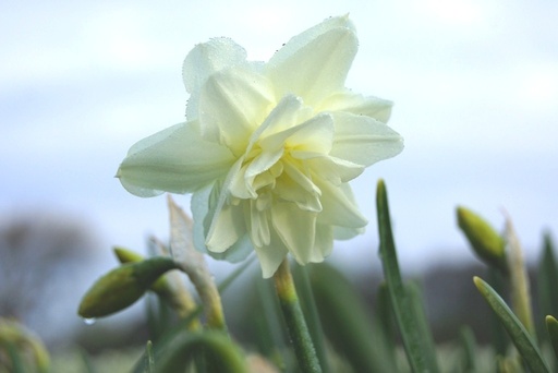 [A3010] Narcissus Calgary - BIO