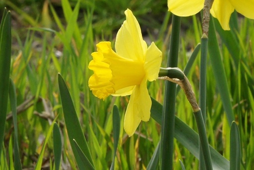 [A3015] Narcissus Gigantic Star - BIO
