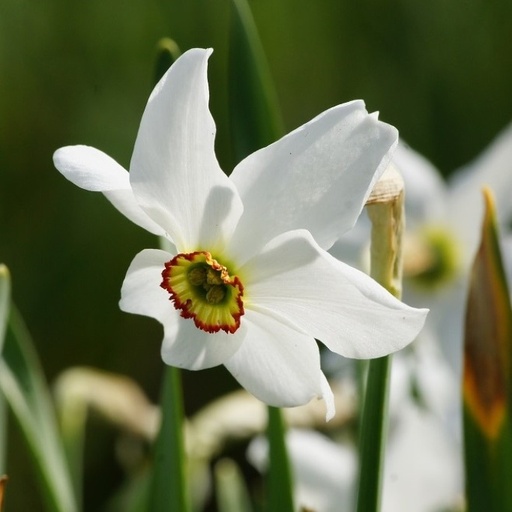 [A3017] Narcis Recurvus - Dichtersnarcis - BIO