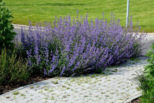 [B8025] Kattenkruid - Nepeta Walkers Low - BIO