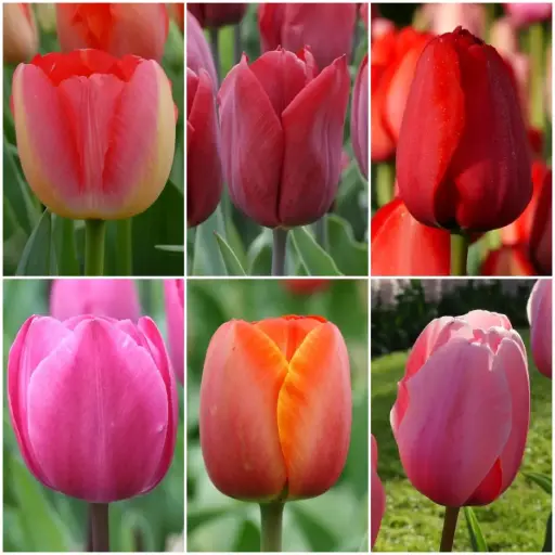 [AC99004] Pakket Lange Tulpen - BIO