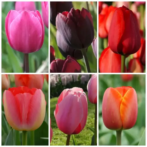 [AC99004] Pakket Lange Tulpen - BIO