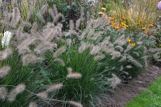 [B8026] Pennisetum Alopecurioides Hameln - BIO
