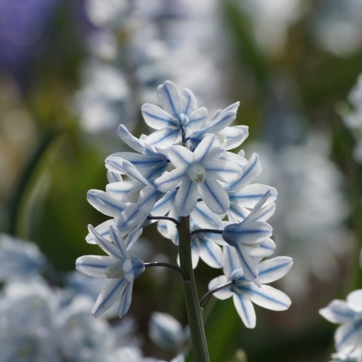 [A9032] Puschkinia Libanotica - Buishyacint - BIO