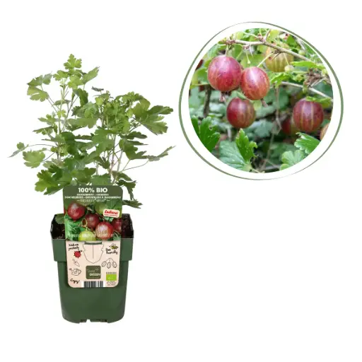 [F1003] Rode Kruisbes Struik - BIO