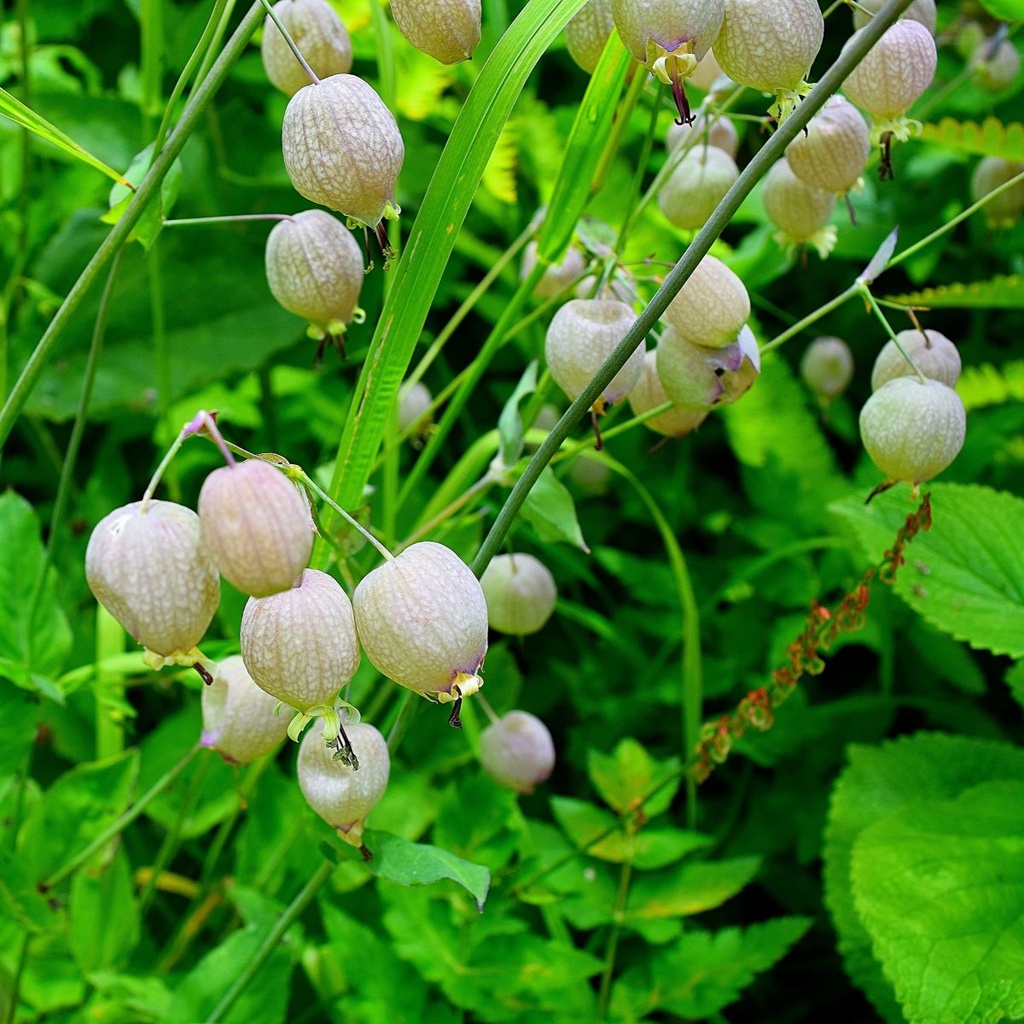 Blaassilene