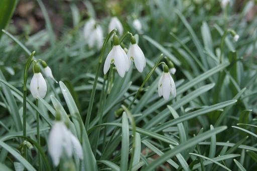 [A9049] Sneeuwklokjes (Galanthus Elwesii) - BIO