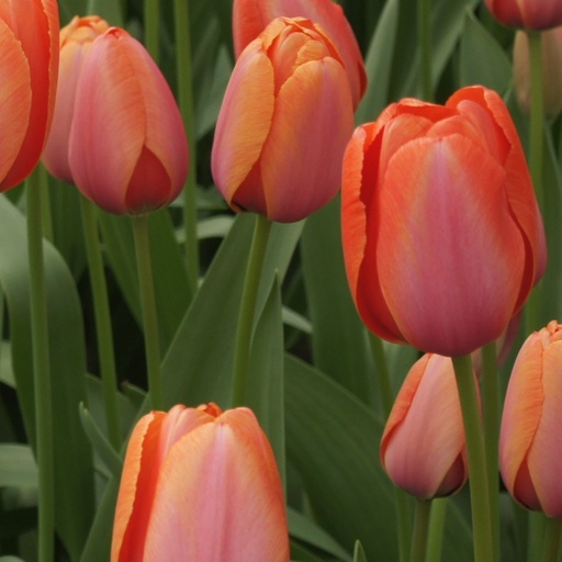[A1121] Tulipa Apricot Impression - BIO