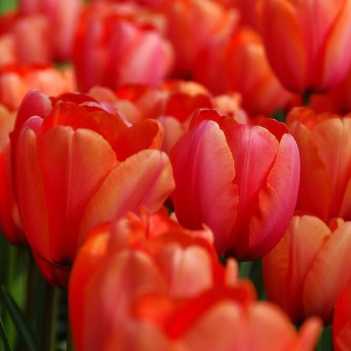 [A1121] Tulipa Apricot Impression - BIO