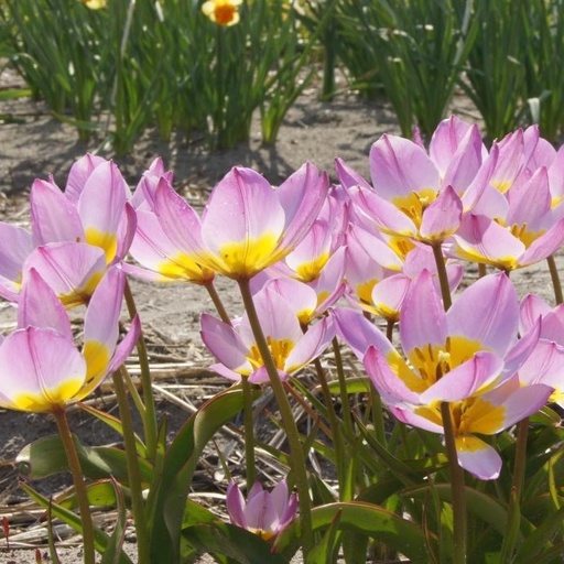 [A1046] Tulipa Lilac Wonder - BIO