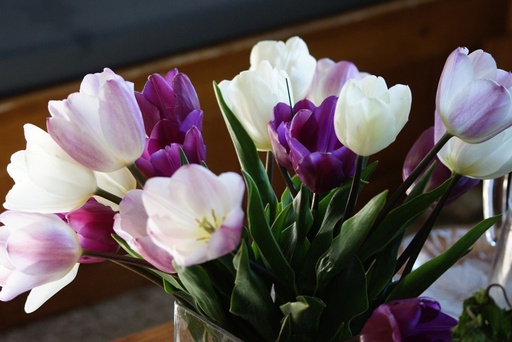 [A1098] Tulipa Mix Prince - BIO