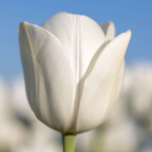[A1119] Tulipa Royal Virgin - BIO