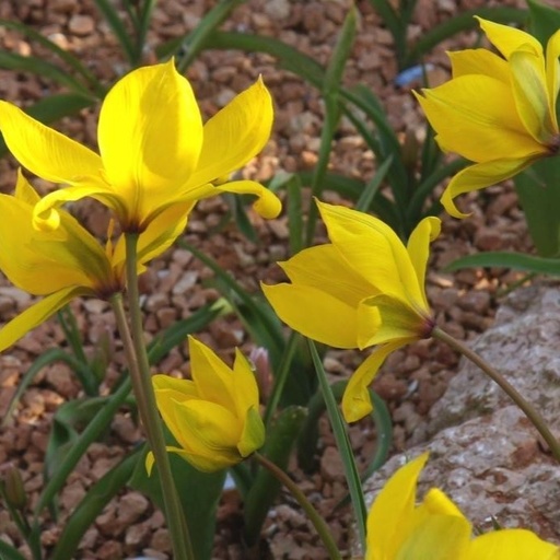 [A1081] Bostulp - Tulipa Sylvestris - BIO